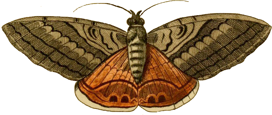 moth